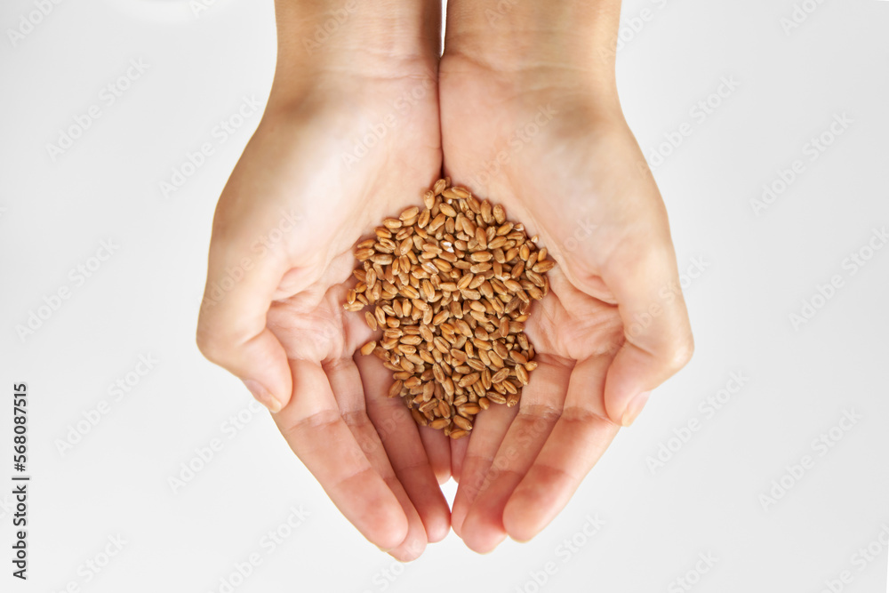Person hold microgreen seeds wheat in palms against white background Person hold microgreen seeds wheat in palms against white background
