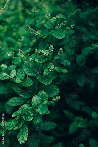 Mint or spearmint green plant growing in the garden outdoor. © greola84