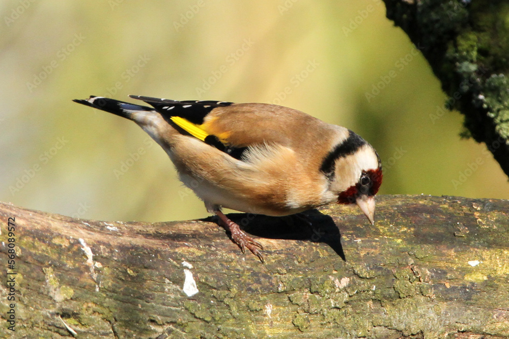 Fototapeta premium Chardonneret élégant (Carduelis carduelis)