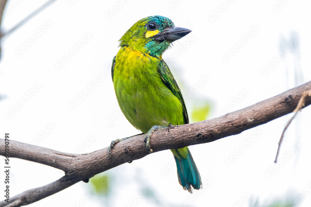 The yellow-eared barbet (Psilopogon australis) The yellow-eared barbet (Psilopogon australis)