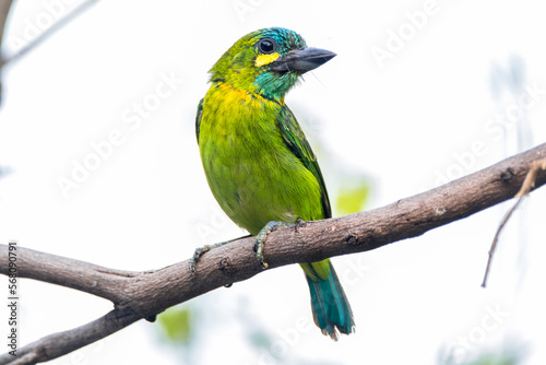 The yellow-eared barbet (Psilopogon australis)