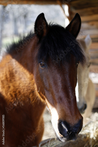 horse portraits looking at camera and eating