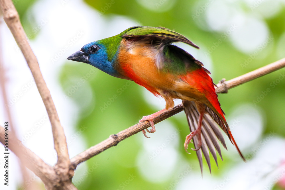 Obraz premium The pin-tailed parrotfinch (Erythrura prasina) is a common species of estrildid finch