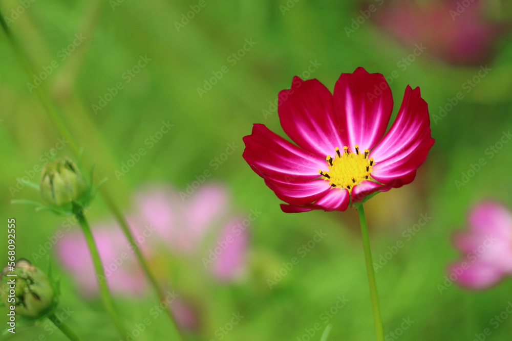 Closeup of Stunning Variegated Purple Cosmos Blossoming in the Field Closeup of Stunning Variegated Purple Cosmos Blossoming in the Field