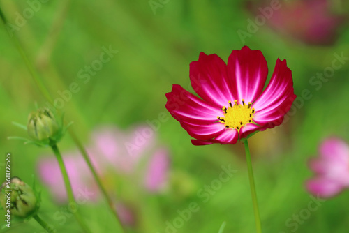 Closeup of Stunning Variegated Purple Cosmos Blossoming in the Field © jobi_pro