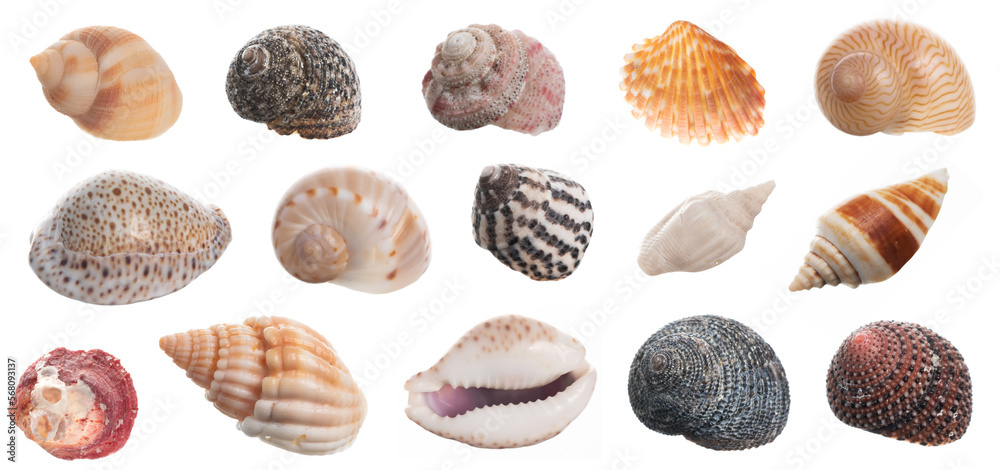 Seashell collection isolated on white background close up Seashell collection isolated on white background close up