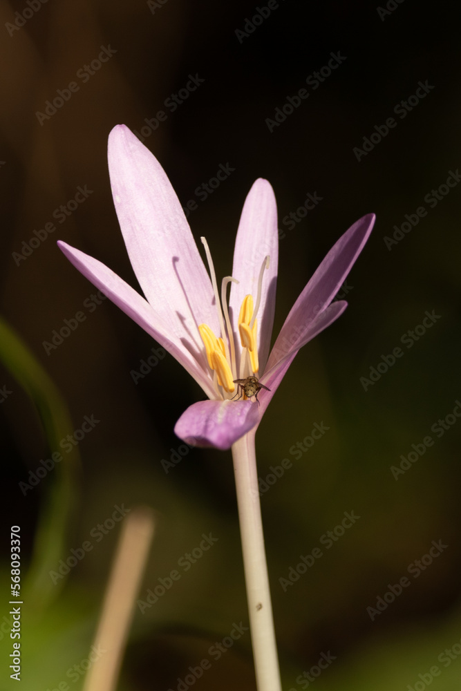 Fototapeta premium Colchique d'automne (Colchicum autumnale)