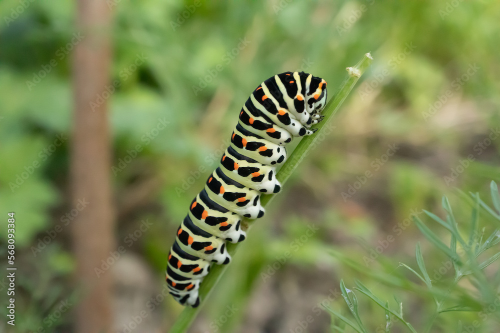 Naklejka premium Machaon (Papilio machaon)