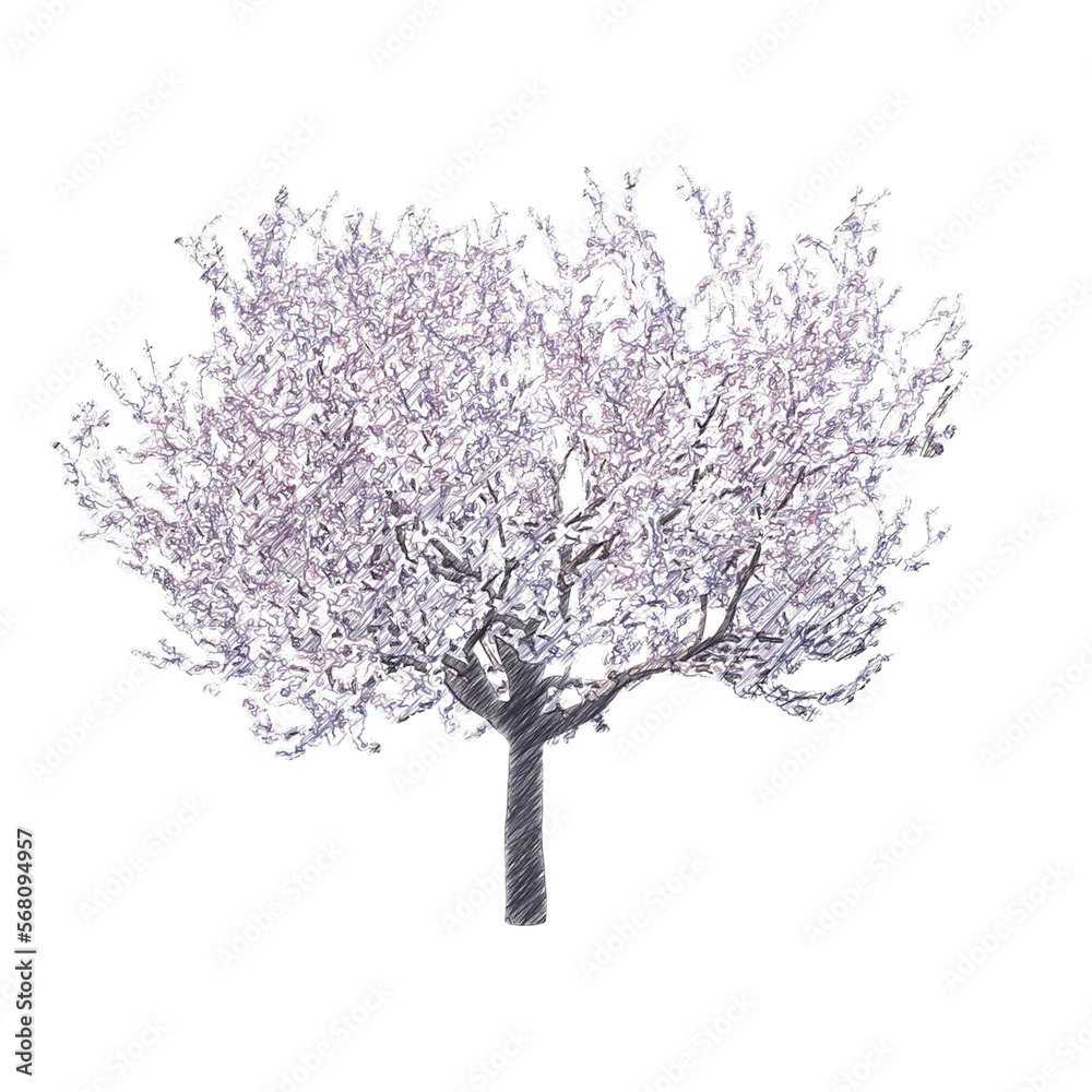 Obraz premium Blossoming cherry tree drawing isolated transparent background 
