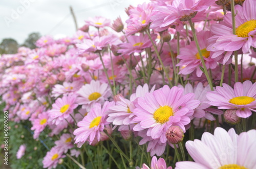 close up of pink chrysanthemums flowers, sensitive focus © WARIT_S