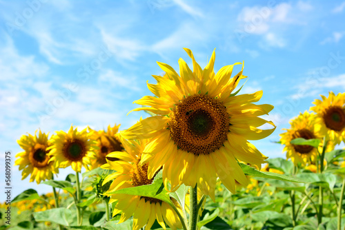 sunflower head isolated with sunflower field and blue sky on background in sunny day