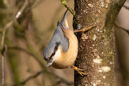 Sittelle torchepot (Sitta europaea) photo