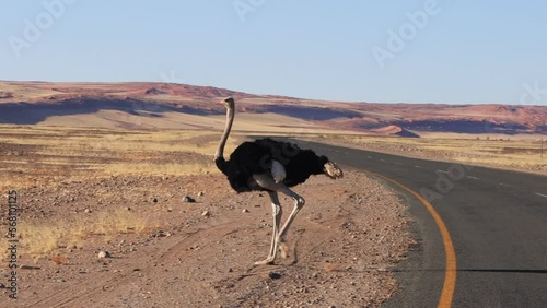 common ostrich (Struthio camelus) crossing a road photo