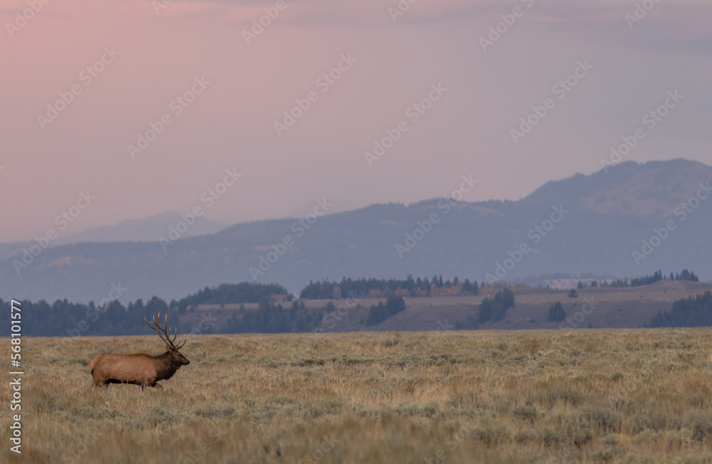 Bull Elk at Sunrise During the Rut in Wyoming in Autumn