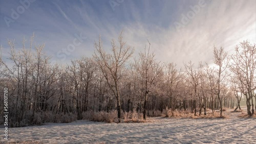 Wallpaper Mural Timelapse 4k footage b-roll holy place concept. light of shadow of trees under the bright sun on a winter sunny day. beautiful light traveling in white snow cold season in the glory of God in morning. Torontodigital.ca