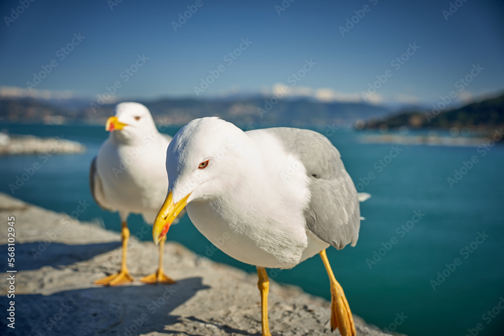 Obraz premium Seagull portrait against sea shore. Close up view of white bird seagull sitting by the beach. Wild seagull with natural blue background.
