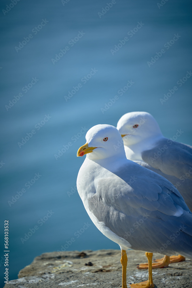 Seagull portrait against sea shore. Close up view of white bird seagull sitting by the beach. Wild seagull with natural blue background. Seagull portrait against sea shore. Close up view of white bird seagull sitting by the beach. Wild seagull with natural blue background.