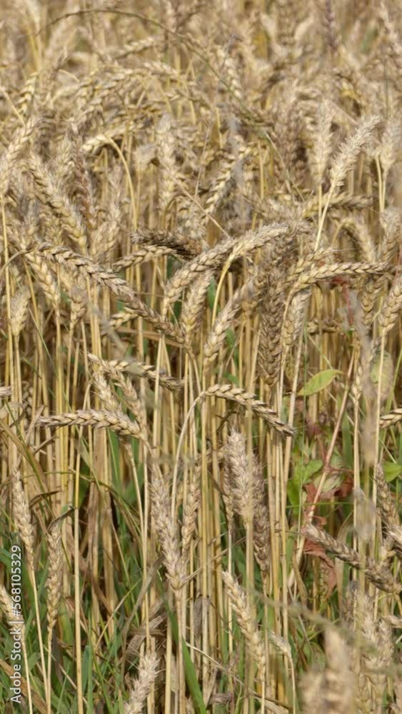 A lot of ripe wheat spikelets are swaying in the wind in an Irish farmer's field. Wheat plant close-up. Ripe cereal crops. Vertical. A lot of ripe wheat spikelets are swaying in the wind in an Irish farmer's field. Wheat plant close-up. Ripe cereal crops. Vertical.