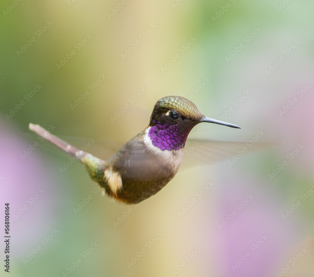 Fototapeta premium A Purple-throated Woodstar hovering while feeding on nectar.