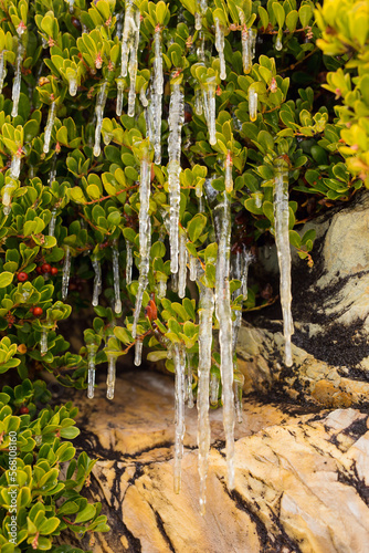 Isicles on branches of bear grape photo