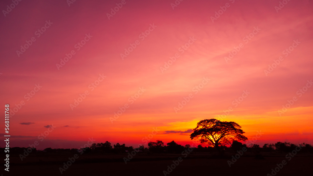Amazing sunset and sunrise.Panorama silhouette tree in africa with sunset.Dark tree on open field dramatic sunrise.Safari theme.