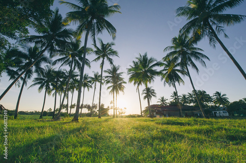 Wallpaper Mural tall coconut palm tree on clear blue sky background with morning moon shot from tropical paradise island Torontodigital.ca