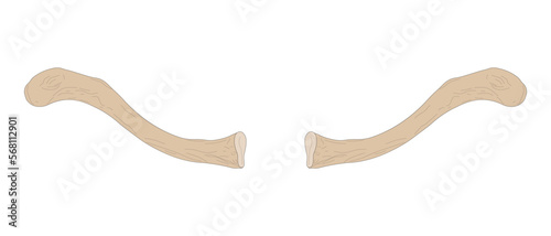 Bones of the human skeleton. Right Clavicle and Left Clavicle. Superior view. 