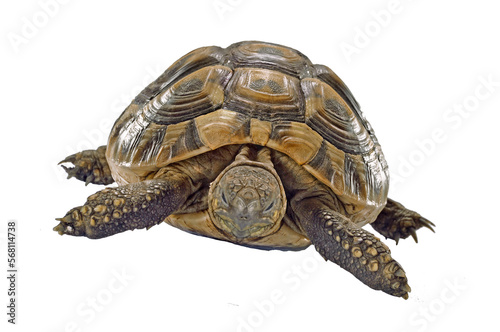 turtle isolated on transparent layered background.