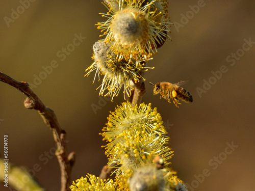 Macro of honey bee collecting nectar, springtime