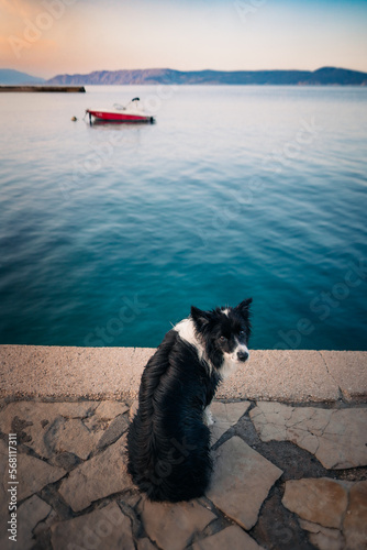 Border collie by the sea