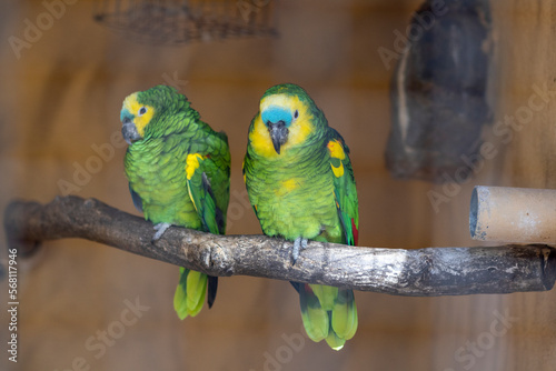 Obraz Dwie zielone papużki nierozłączki na gałęzi, Palmitos Park