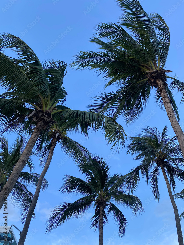 Fototapeta premium Coconut tree and beautiful blue sky