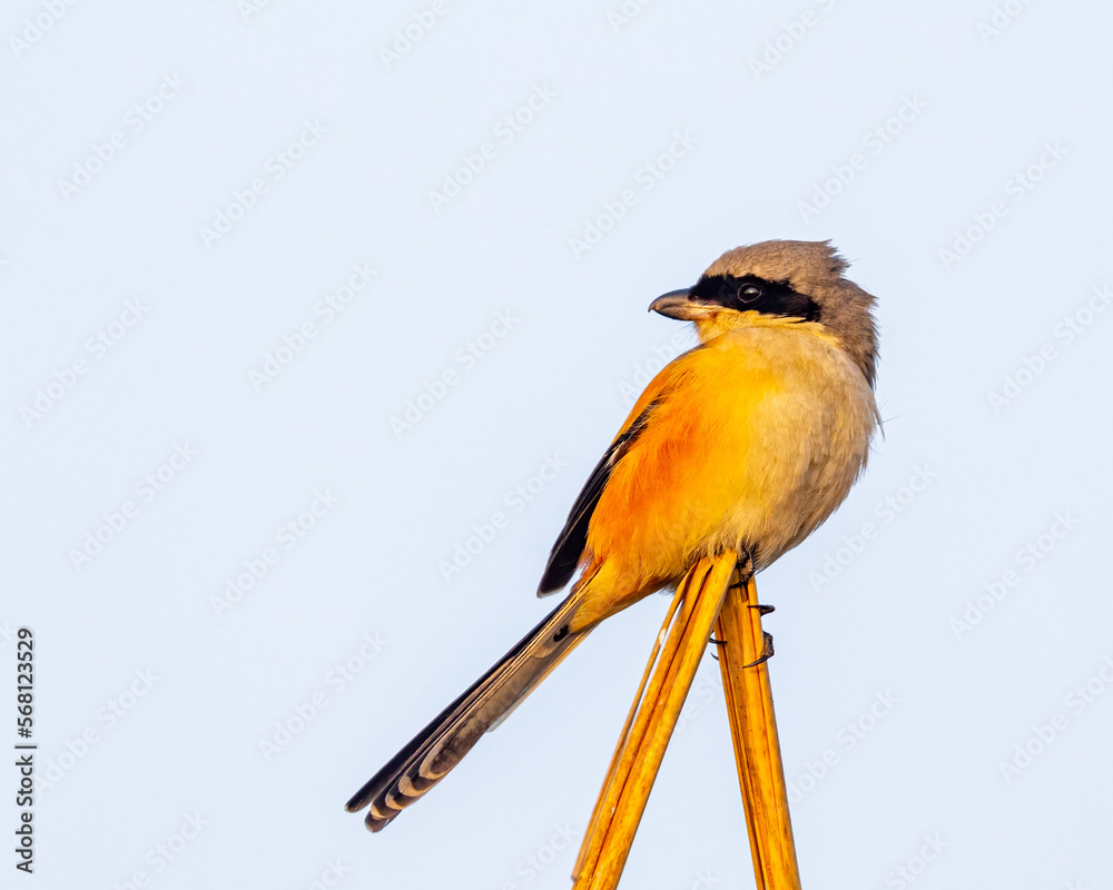 Fototapeta premium A long tail shrike looking back from dry grass