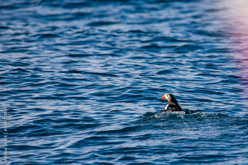 Beautiful small colorful Atlantic puffin (Fratercula arctica) swimming and hunting on rough altantic ocean on Snæfellsnes peninsula, Iceland. Spring on Iceland Beautiful small colorful Atlantic puffin (Fratercula arctica) swimming and hunting on rough altantic ocean on Snæfellsnes peninsula, Iceland. Spring on Iceland