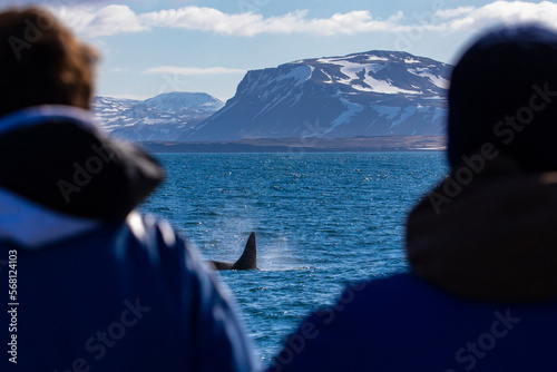 People watching and enjoying killer whales hunting in Icelandic fjords, near Ólafsvík on the Snæfellsnes Peninsula, Iceland, Whale watch tour. 