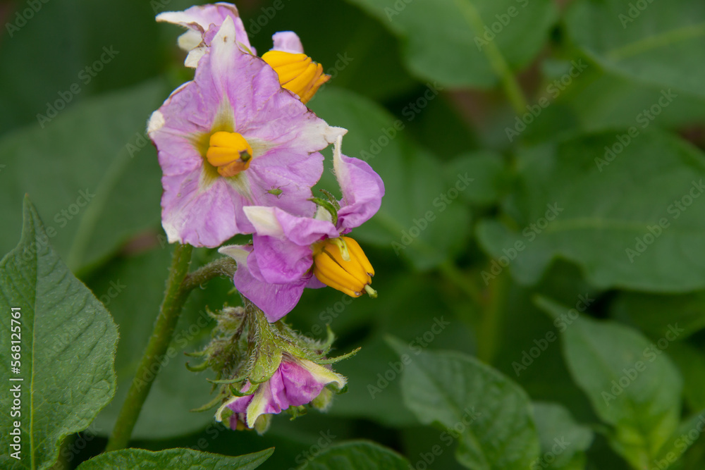 Potato plant flowers blooming in the garden