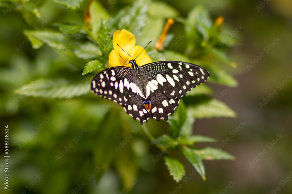 Czarno biały motyl pije nektar z żółtego kwiatka Czarno biały motyl pije nektar z żółtego kwiatka