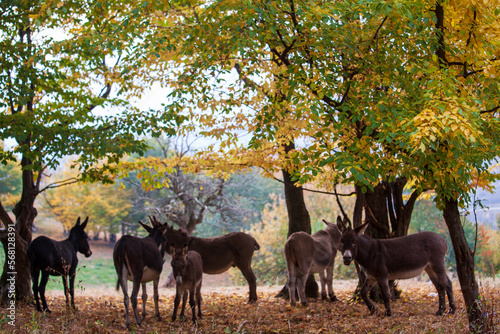 autumn mood photo