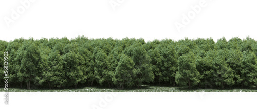 forest line with shadows under the trees, isolated on white background, 3D illustration, cg render  © vadim_fl