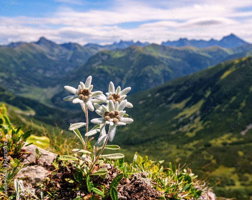Three individuals, three very rare edelweiss mountain flower. Isolated rare and protected wild flower edelweiss flower (Leontopodium alpinum) growing in natural environment high up in the mountains. - obrazy, fototapety, plakaty 