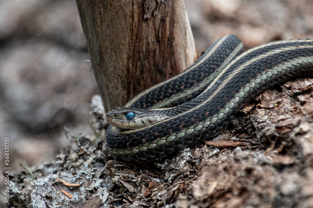 Pregnant Garter Snake at Forlorn Lakes in Washington Pregnant Garter Snake at Forlorn Lakes in Washington