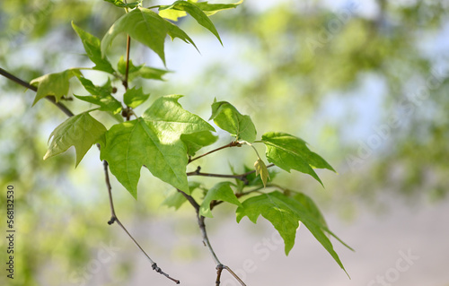 green leaves on an amber tree  © Rong
