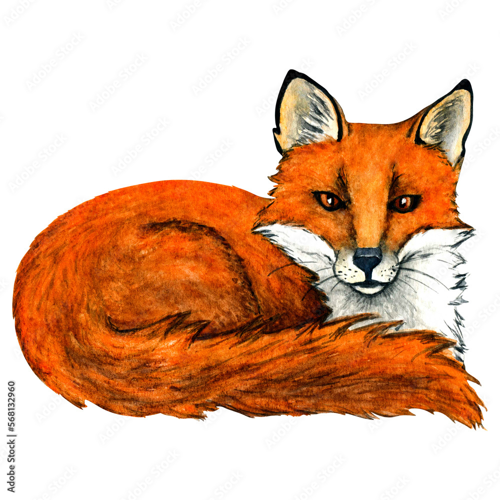 Obraz premium Watercolor wild forest animals: fox isolated on white background. Woodland hand-painted nature illustration for kids design, postcards, poster and print. Clip art for nursery design.