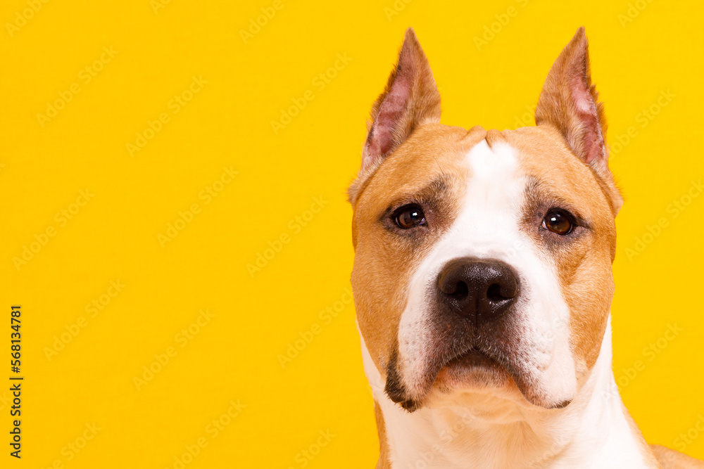 american staffordshire terrier on yellow background american staffordshire terrier on yellow background