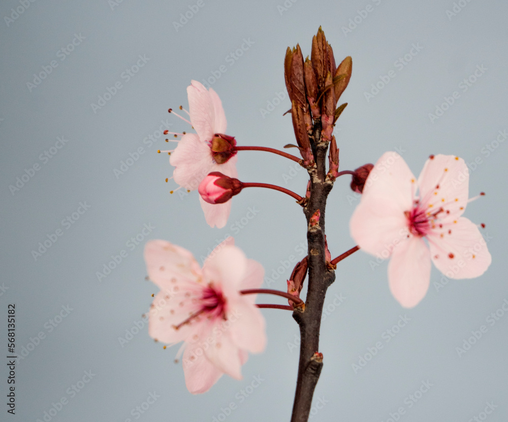 Fototapeta premium Almond tree flowers in spring time