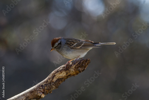 Chipping Sparrow perched up high looking for food. © Ken