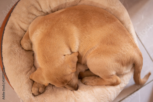 Brown labrador dog sleep on bag