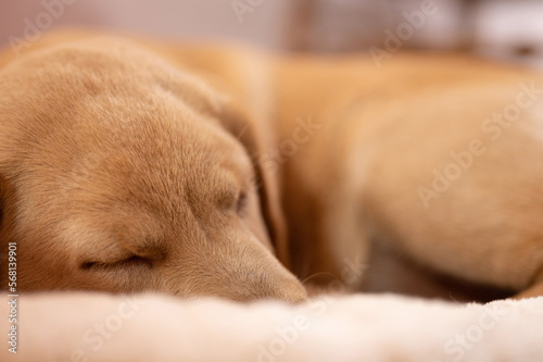 Sleeping doggy portrait