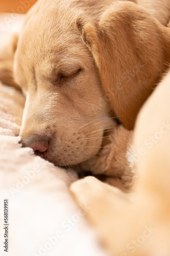 Cute sleeping labrador pup