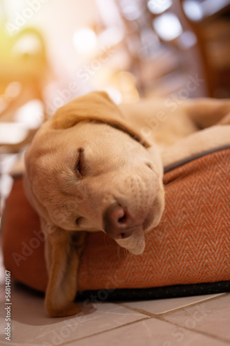 Labrador dog take nap